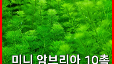 미니암브리아 쇼핑 정보 공유