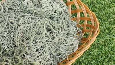 여수돌청각 가성비 최고 아이템 가격 비교 정리