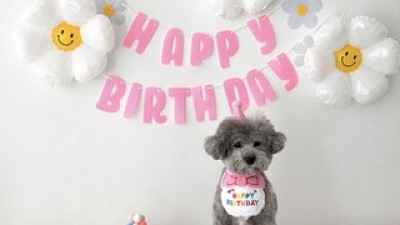 강아지생일용품세트 추천 제품 구매 가격 가이드