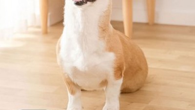 반려견벨 추천 쇼핑 정보 정리