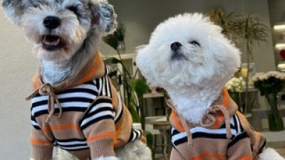 강아지구찌니트 추천 장점 단점 분석 & 가격 정리