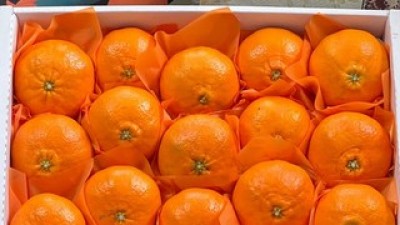 백록담특산물레드향 | 판매 기록 신화를 세운 베스트셀러 제품