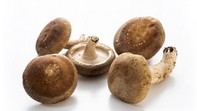 표고버섯국산생표고버섯 종류 및 추천-리뷰 스펙 가격 비교