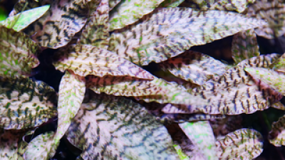 레어수초 올해 화제의 아이템