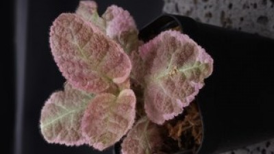 에피스시아핑크스모크 추천 및 가격 비교 장단점 정리