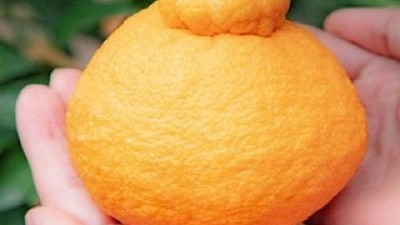 제주 실용성과 디자인 모두 잡은 추천템