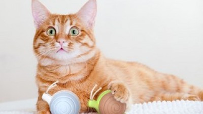 냥템점자동장난감 실용적이면서 세련된 제품 추천