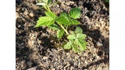 내장산복분자주특16호 추천: 소비자가 인정한 가성비 최강템