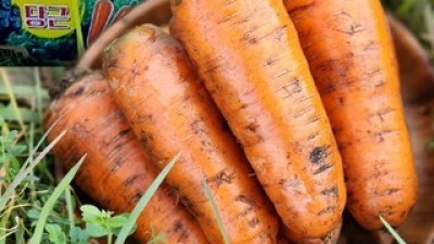 국내산홍당근3kg 실용적이면서 세련된 제품 추천