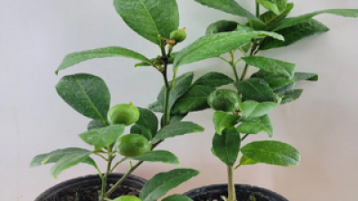 레몬나무 추천 TOP10 가격 비교 정리