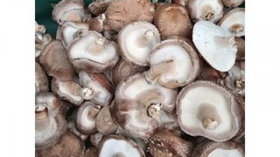 파지표고버섯 내돈내산 솔직 사용후기