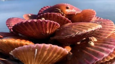 세척한홍가리비 추천: 후기로 검증된 인기 아이템