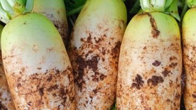 제주무10kg 추천 후회 없는 쇼핑 가이드