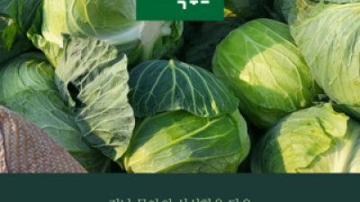 국산깐양배추 추천 TOP10 만족스러운 상품 소개