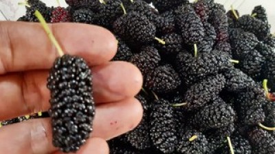 국순당고창오디랑오디주 추천 쇼핑 정보 정리