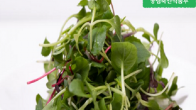 베이비채소가격 추천: 실사용자가 극찬한 제품 리스트