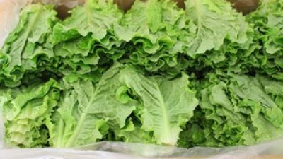 청상추박스 쇼핑 꿀팁 가이드