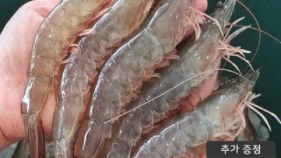 국내산왕새우1kg 최저가로 만나볼 수 있는 혜택