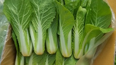 안산팜얼갈이 최고의 가치를 제공하는 상품