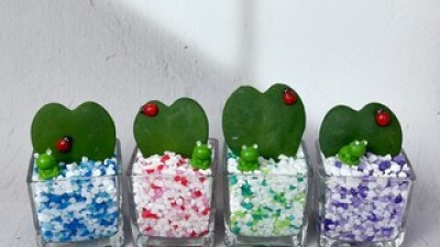 하트호야수경재배 추천 및 가격 비교 장단점 정리