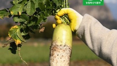 유기농김장무 종류 및 추천-리뷰 스펙 가격 비교