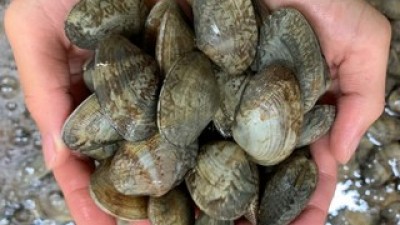 해감바지락1kg 추천 TOP10 내돈내산 구매 아이템