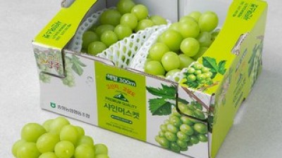 포도샤인머스켓 추천 이유 및 특징 정리