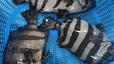 돌돔회 가격정보 Best 상품순위 알아보기