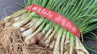 전남보성시장쪽파 추천 TOP10 가성비 좋은 제품