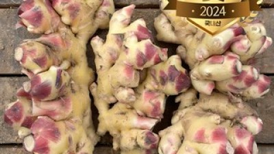 국내산햇생강 추천 및 가격 비교 장단점 정리