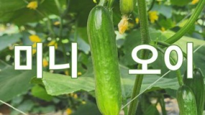 오이공품 최고의 가치를 제공하는 상품