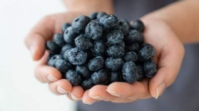 블루베리왕특 추천 제품 구매 가격 가이드