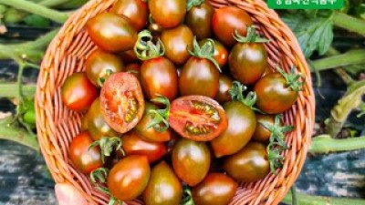 방울토마토대저짭짤이 추천 제품 BEST10 구매 가격 가이드