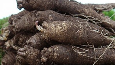 담금용더덕 추천 TOP10 쇼핑 정보 정리