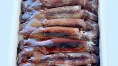 태안신진도냉동오징어 추천 소비자가 선택한 재구매율 1위 아이템