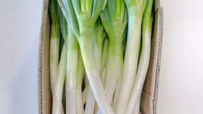 깐대파10kg 추천: 가격 대비 만족도가 높은 제품