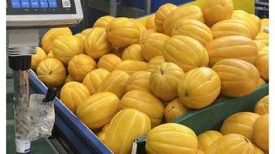 성주참외의생산지 추천 고객 만족도 높은 제품 소개