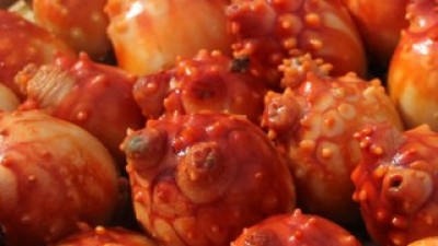 통영멍게택배 최고의 가치를 제공하는 상품