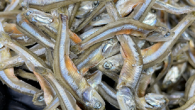 청해원한치 쇼핑 정보 공유